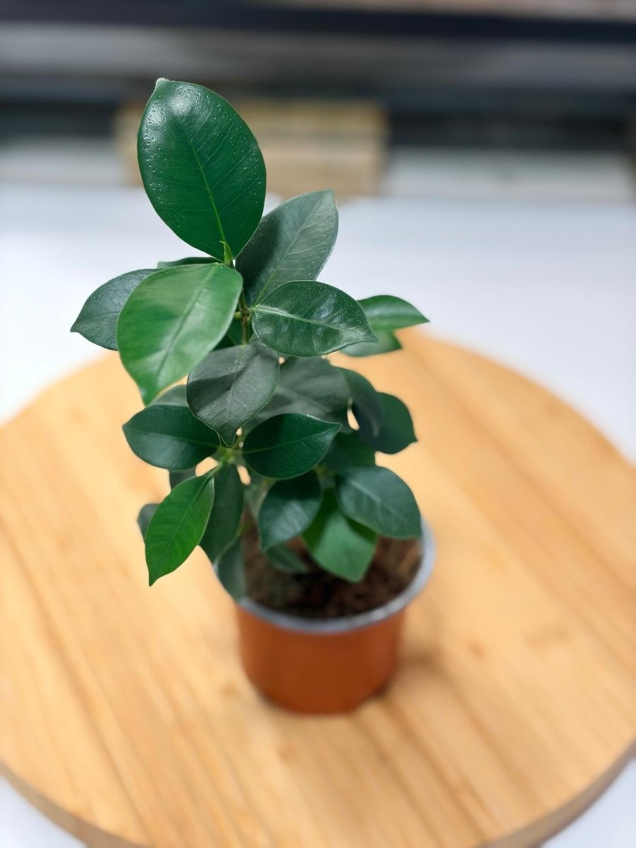 Ficus retusa – Bonsaï Naturel pour Terrarium Ouvert & Vivarium Tropical - TerraLife