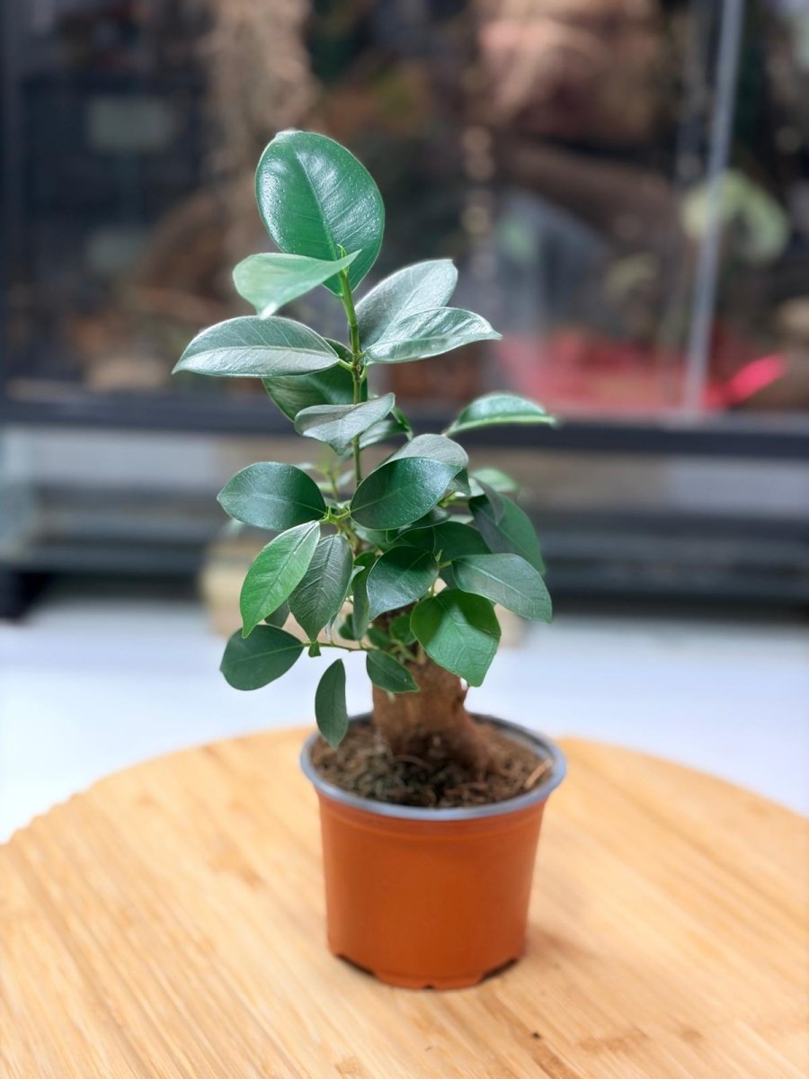 Ficus retusa – Bonsaï Naturel pour Terrarium Ouvert & Vivarium Tropical - TerraLife