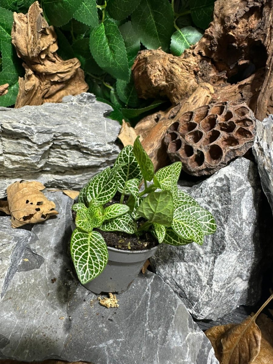 Fittonia albivenis "Mini White" - TerraLife