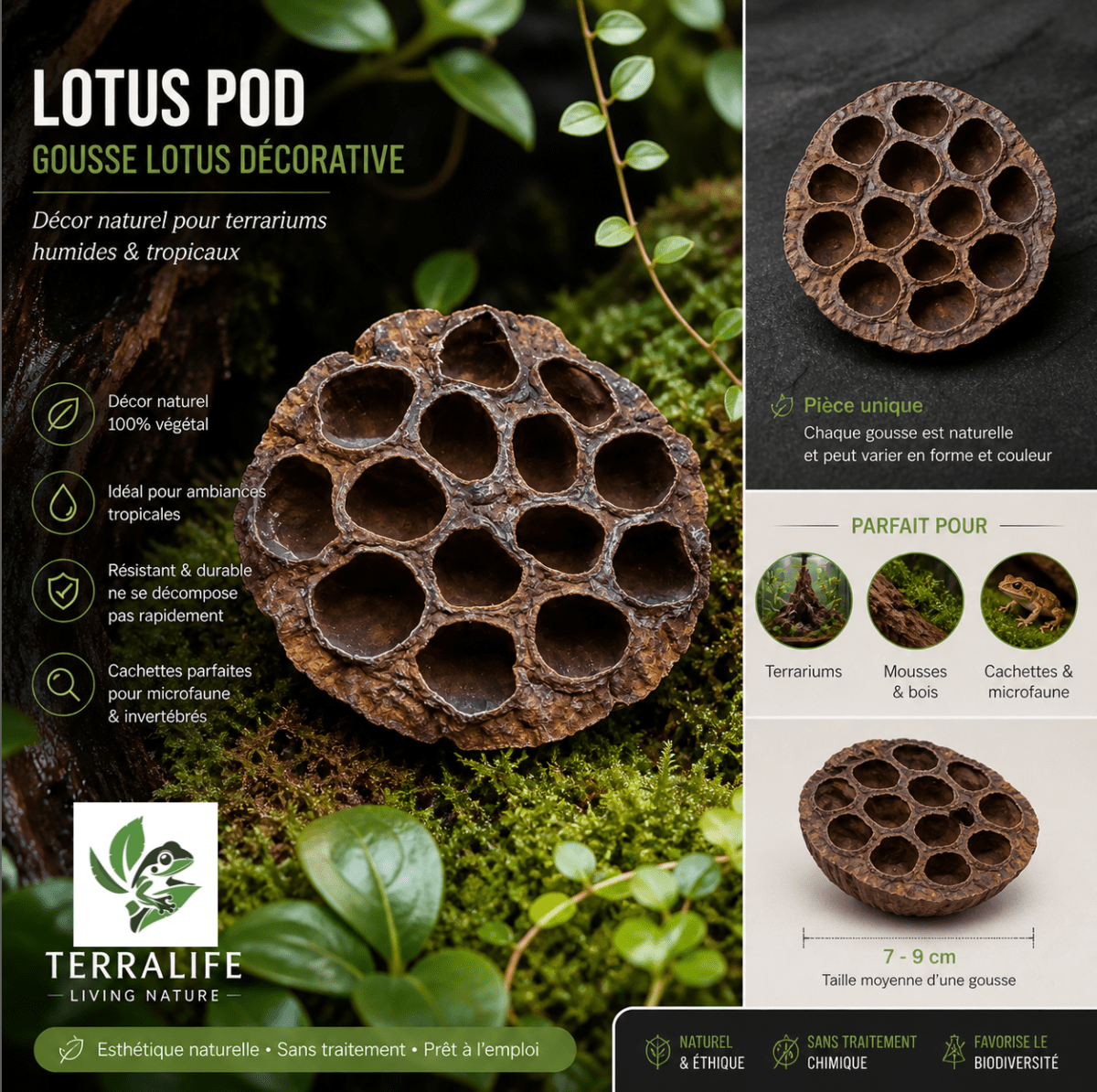 Gousse de Lotus Naturelle – Cachette & Décor Terrarium Vivant - TerraLife