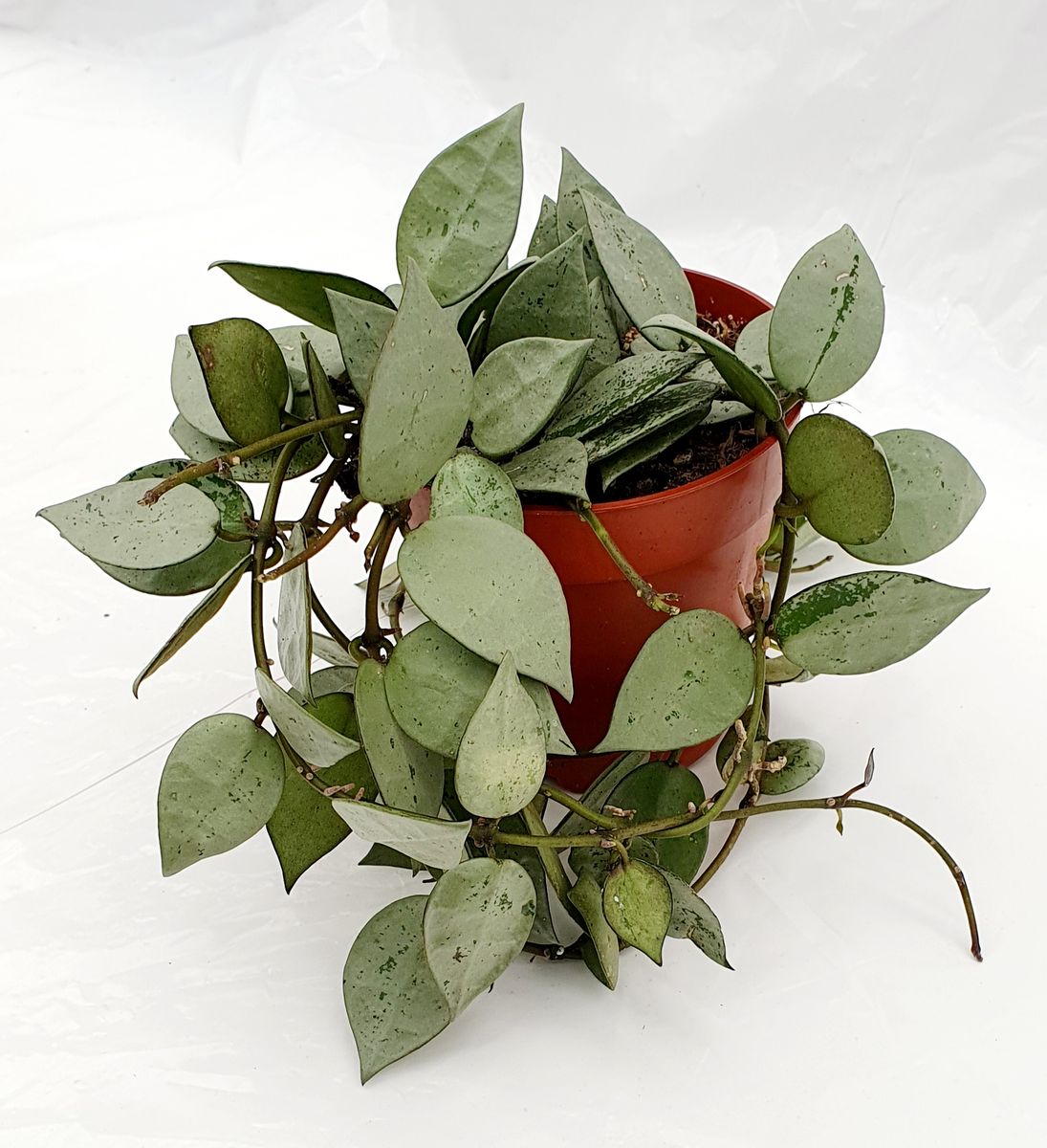 Hoya Krohniana Eskimo - Plante de terrarium argentée
