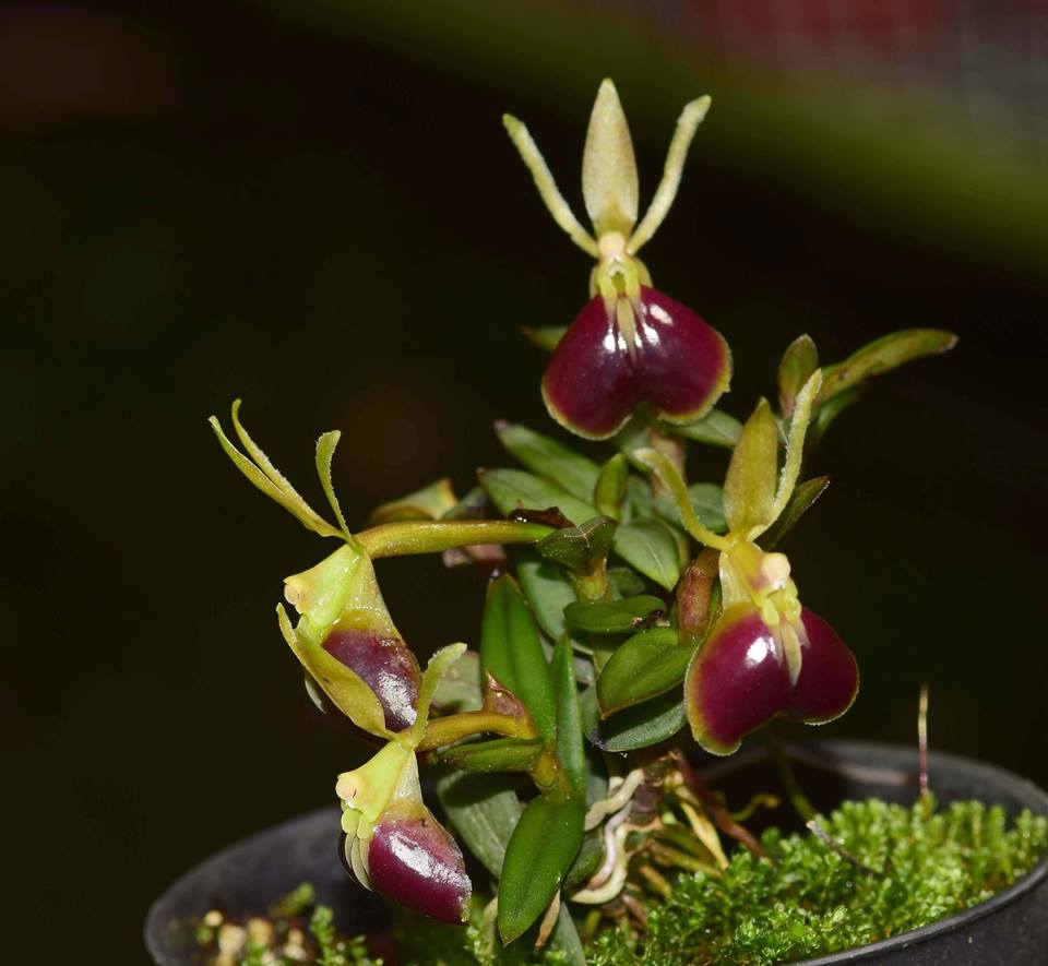 Epidendrum porpax – Orchidée miniature tapissante pour terrarium tropical