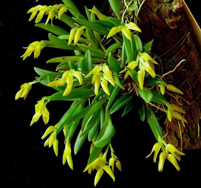 Pleurothallis sonderana – Orchidée Miniature Épiphyte pour Terrarium Tropical