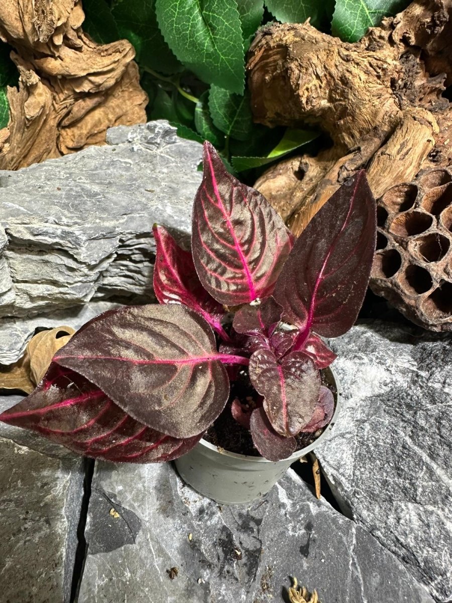Iresine herbstii "Bloodleaf" - TerraLife