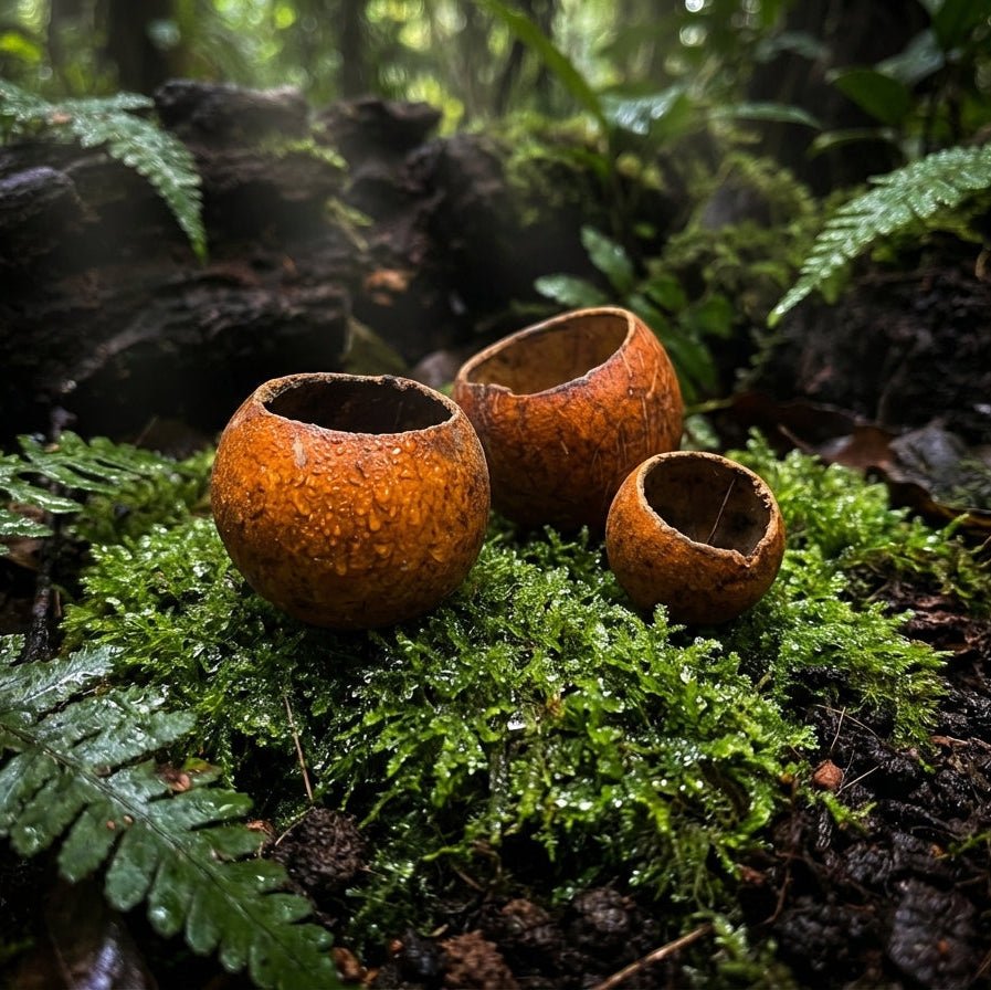 Kuchipal Nut – Noix Décorative Terrarium - TerraLife