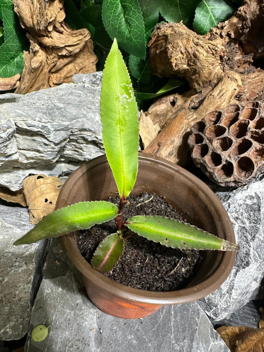 Labisia pumila SP - TerraLife