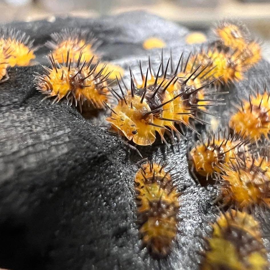 Laureola sp. "Durian Spiky" - TerraLife
