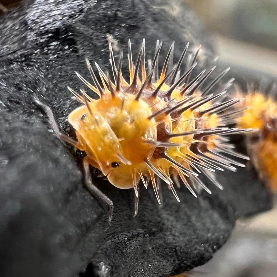 Laureola sp. "Durian Spiky" - TerraLife