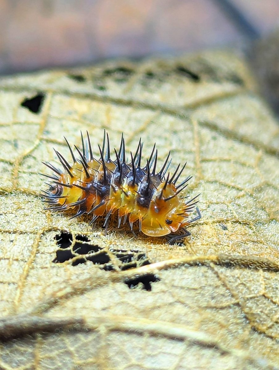 Laureola sp. "Durian Spiky" - TerraLife