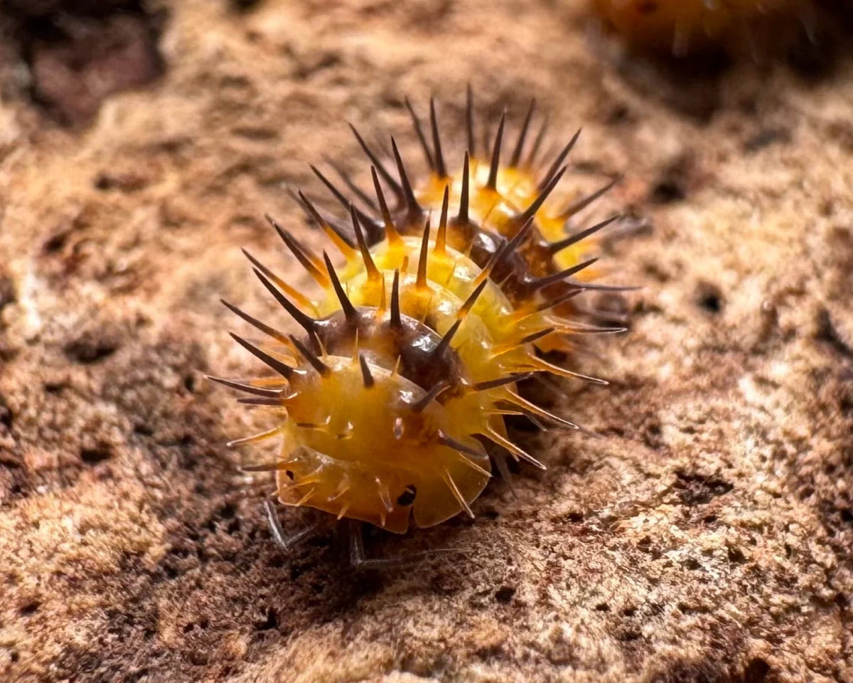 Laureola sp. "Durian Spiky" - TerraLife