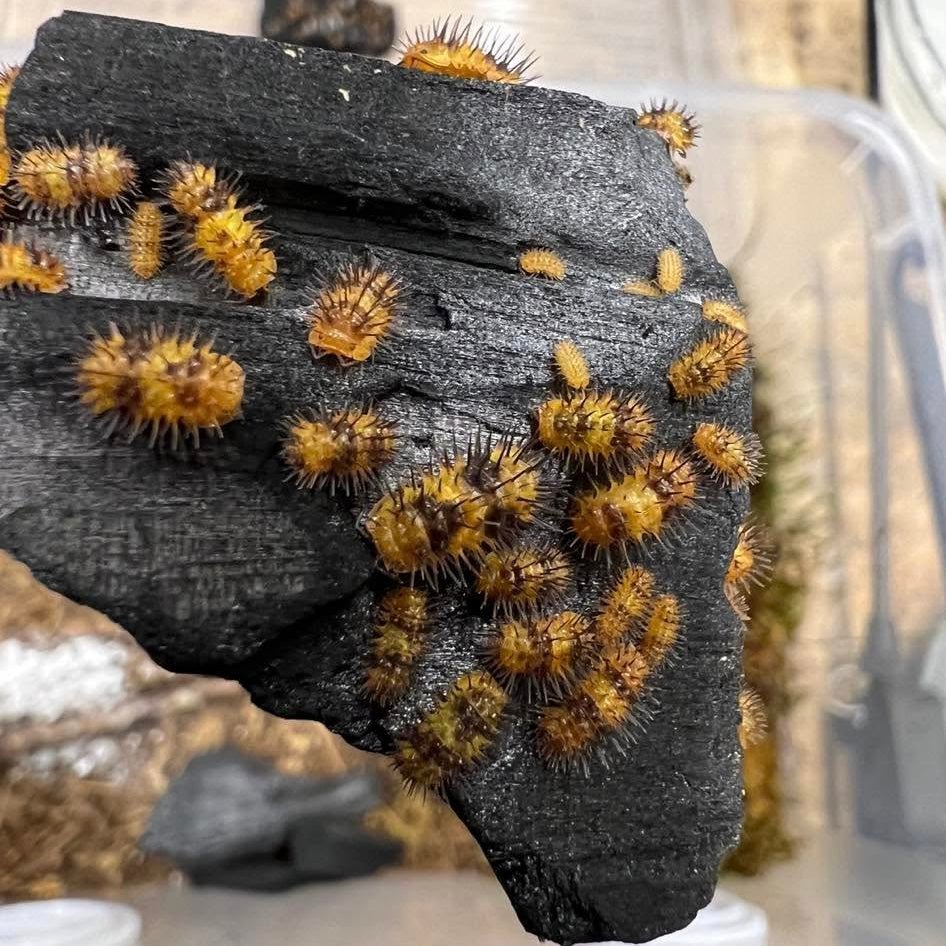 Laureola sp. "Durian Spiky" - TerraLife