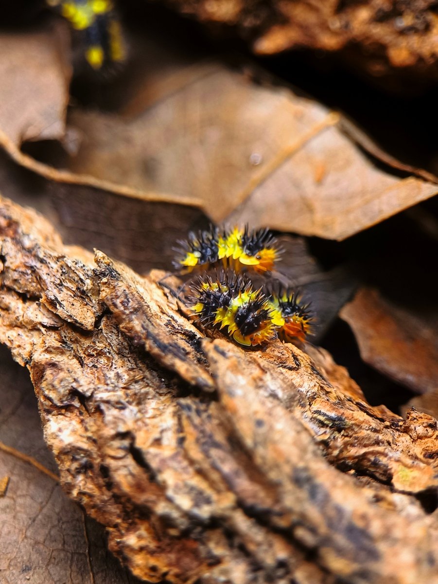 Laureola sp. "Durian Spiky" - TerraLife