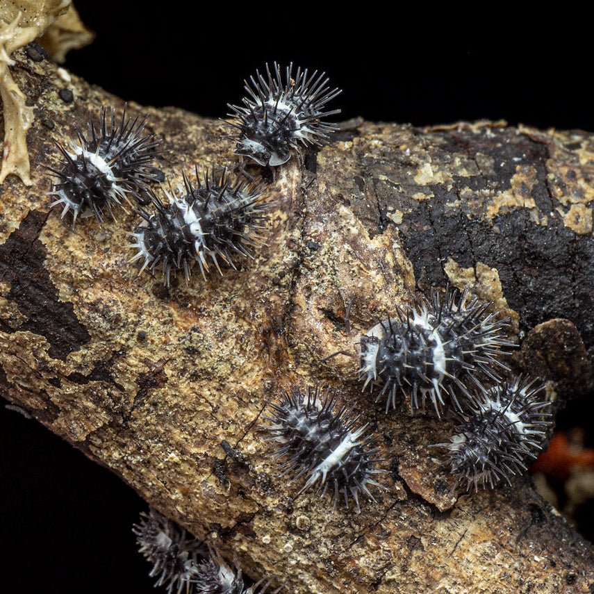 Laureola sp. "Panda Spiky" - TerraLife