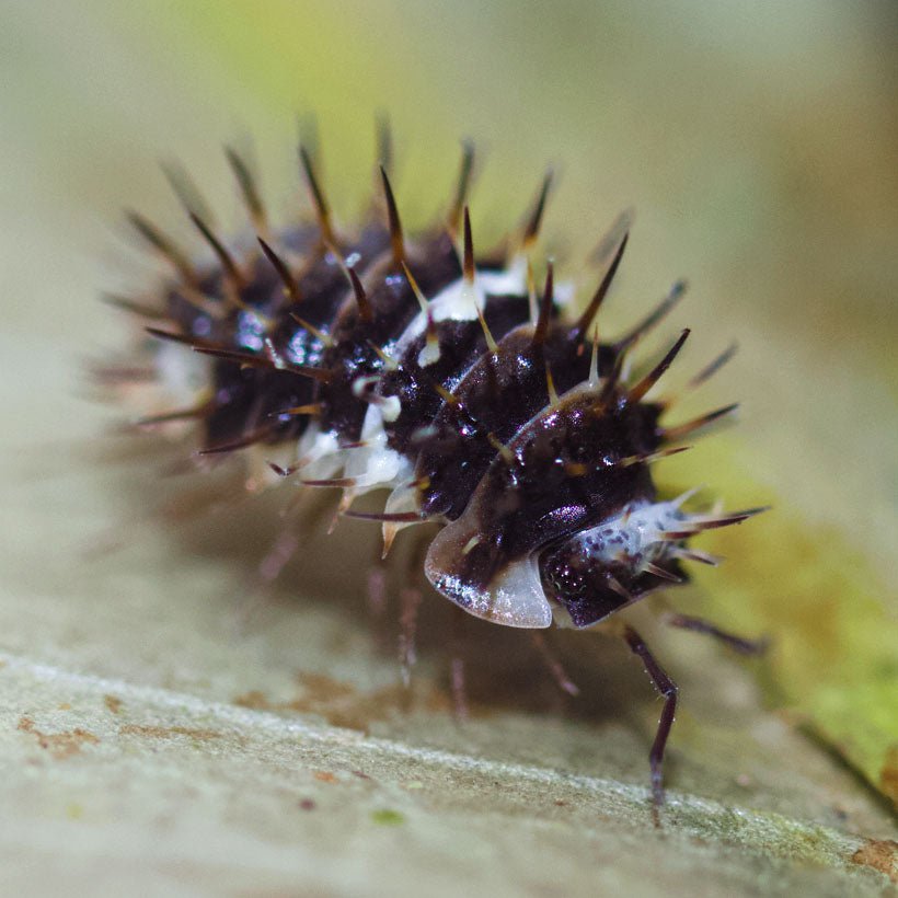 Laureola sp. "Panda Spiky" - TerraLife