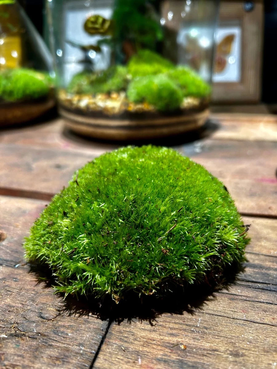 Leucobryum Glaucum "Cushion Moss" – Mousse Coussin - TerraLife