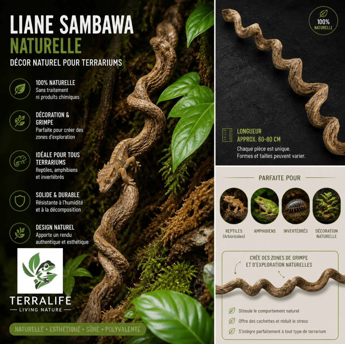 Liane Sambawa Naturelle – Parcours de Grimpe pour Terrarium Tropical - TerraLife