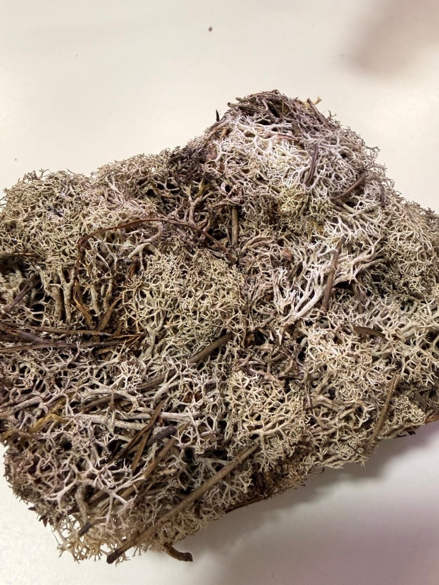 Lichen Naturel Séché – Décoration & Litière Terrarium Bioactif - TerraLife