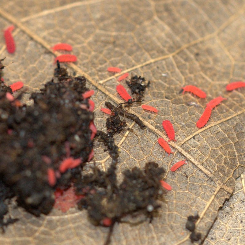 Lobella sp. "Thai Red" Collemboles rouges - TerraLife