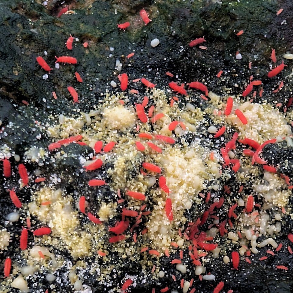 Lobella sp. "Thai Red" Collemboles rouges - TerraLife