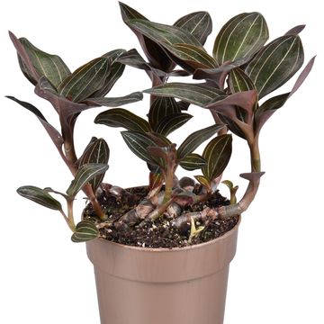 Ludisia discolor – Orchidée Bijou Terrarium Tropical - TerraLife