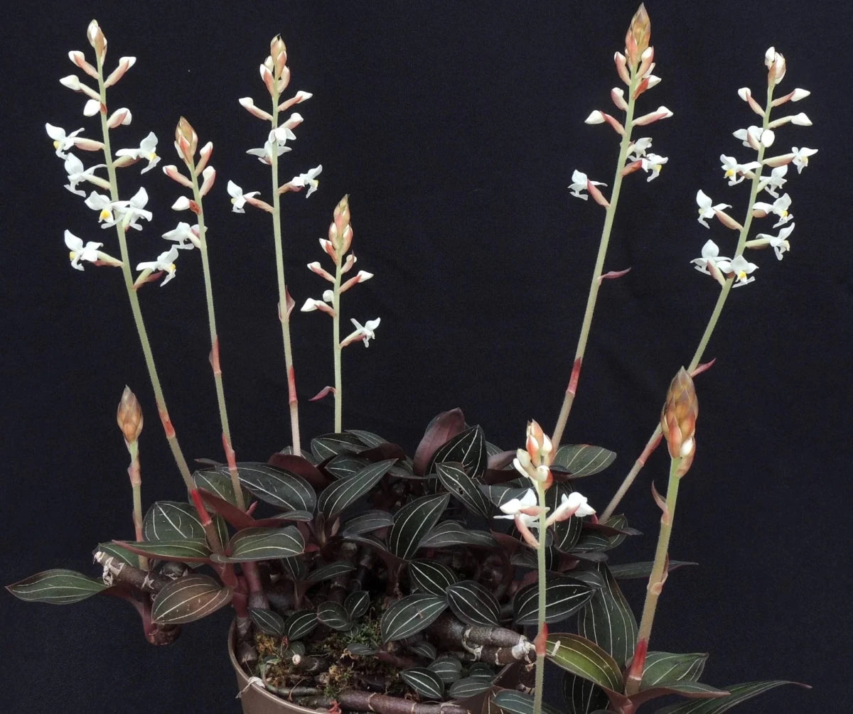 Ludisia discolor – Orchidée Bijou Terrarium Tropical - TerraLife