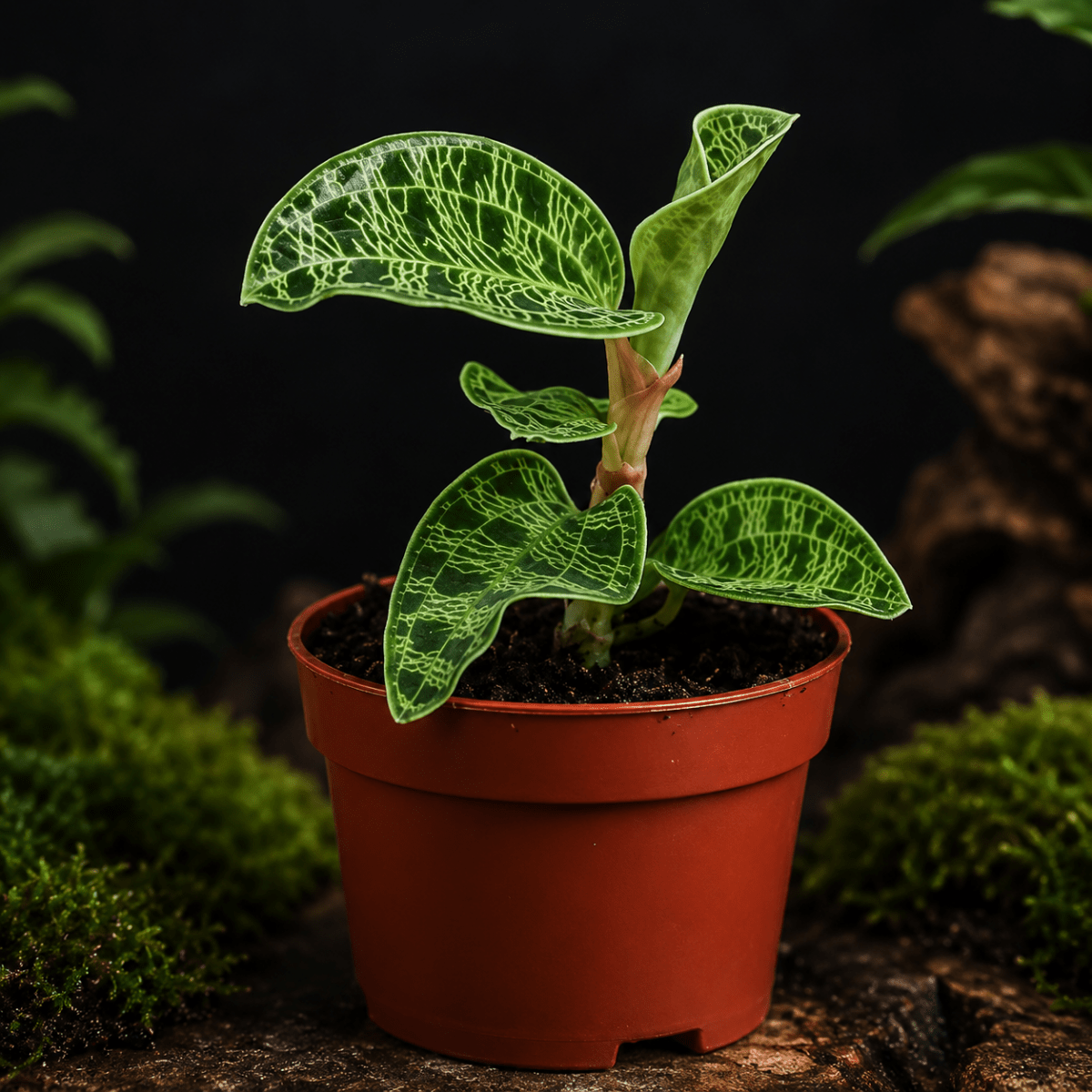 Macodes petola – Orchidée Bijou Terrarium Tropical - TerraLife