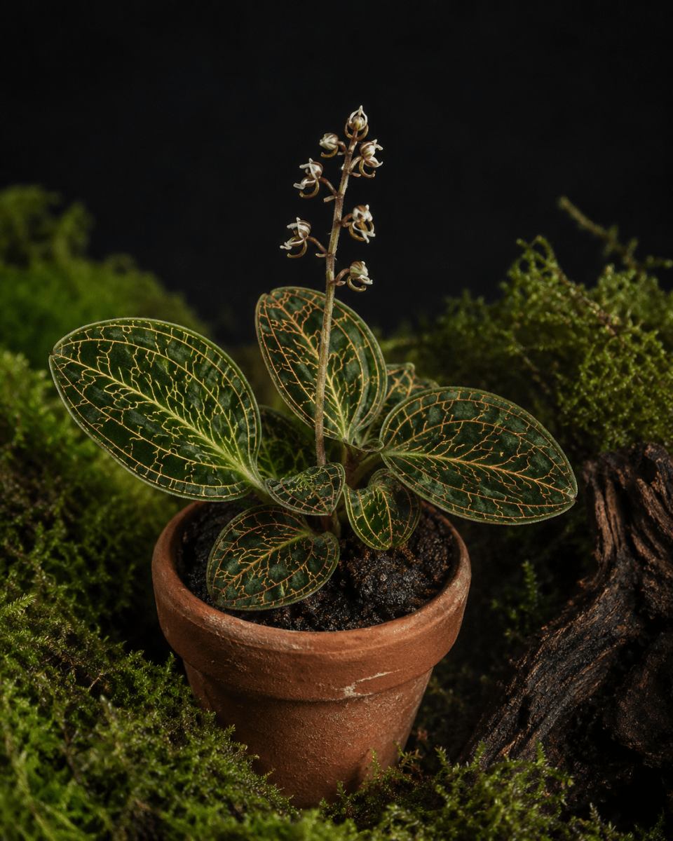 Macodes petola – Orchidée Bijou Terrarium Tropical - TerraLife