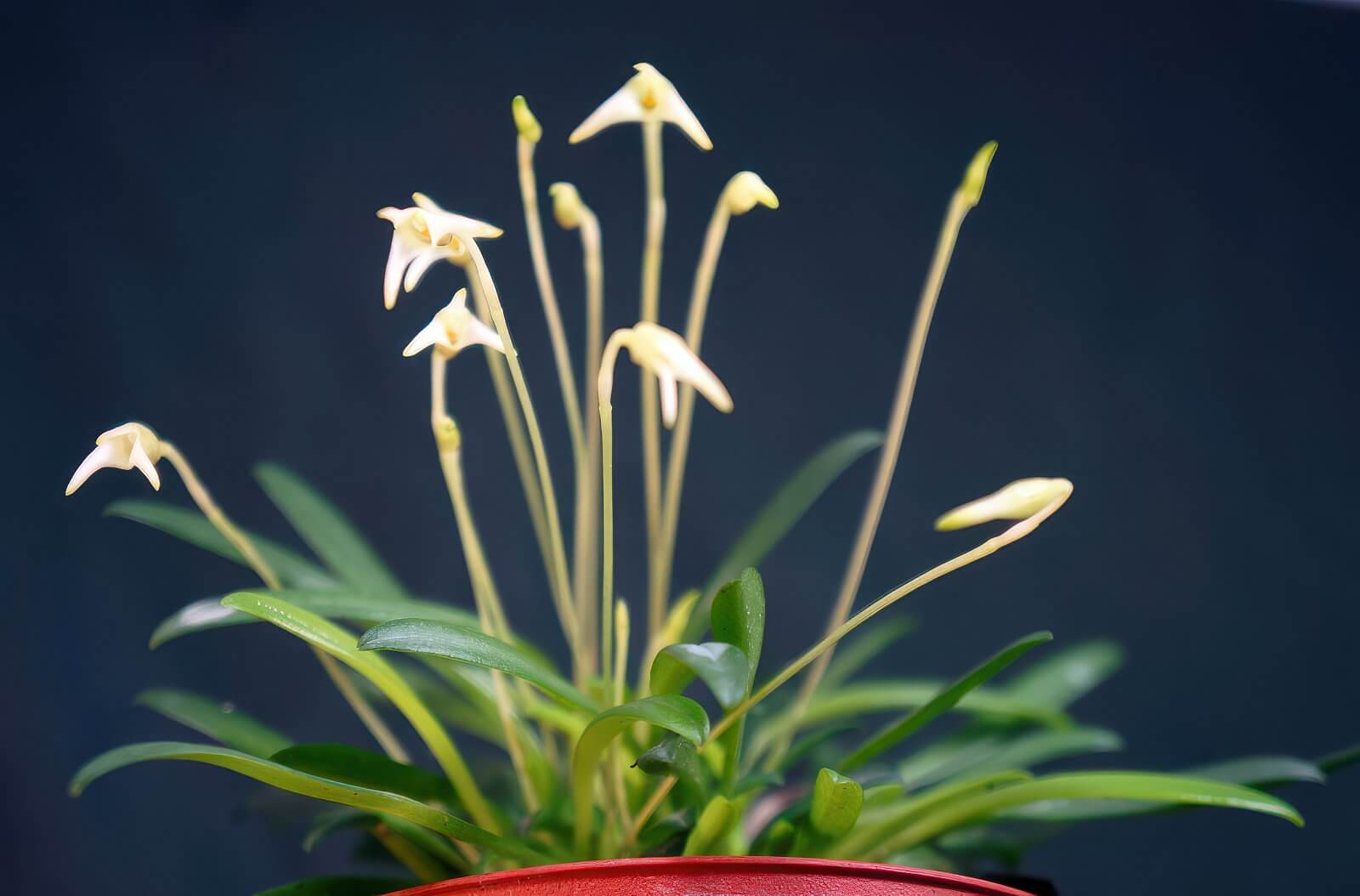 Masdevallia minuta – Orchidée Miniature à Fleurs Blanches pour Terrarium Tropical