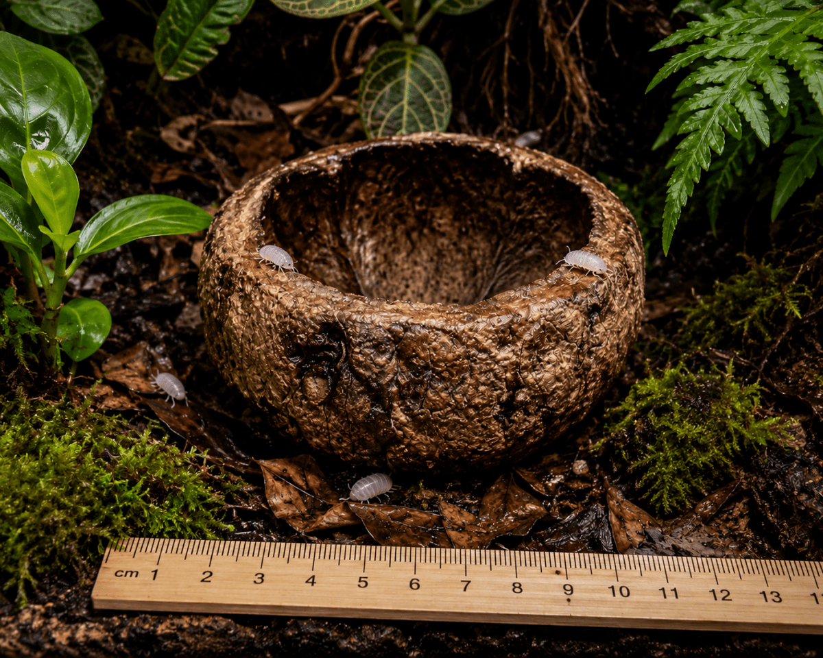 Mayan Pod – Gousse Maya Naturelle Terrarium - TerraLife