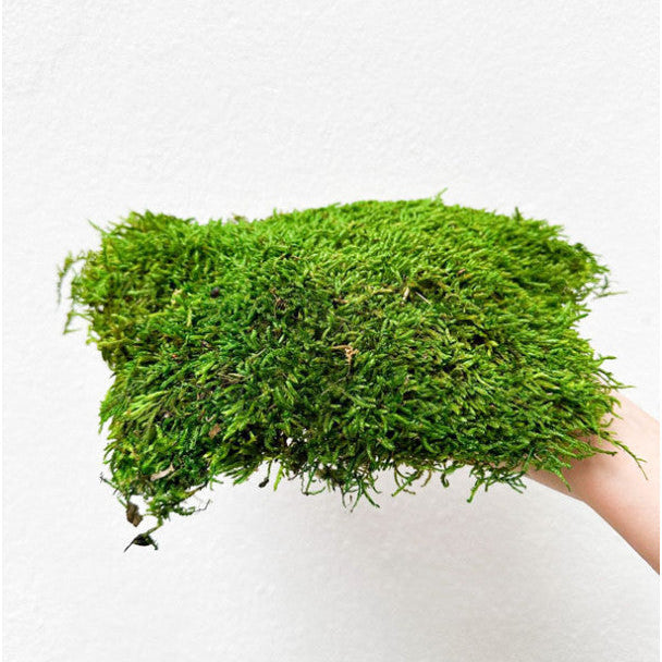 Mousse de Forêt Naturelle – Terrarium