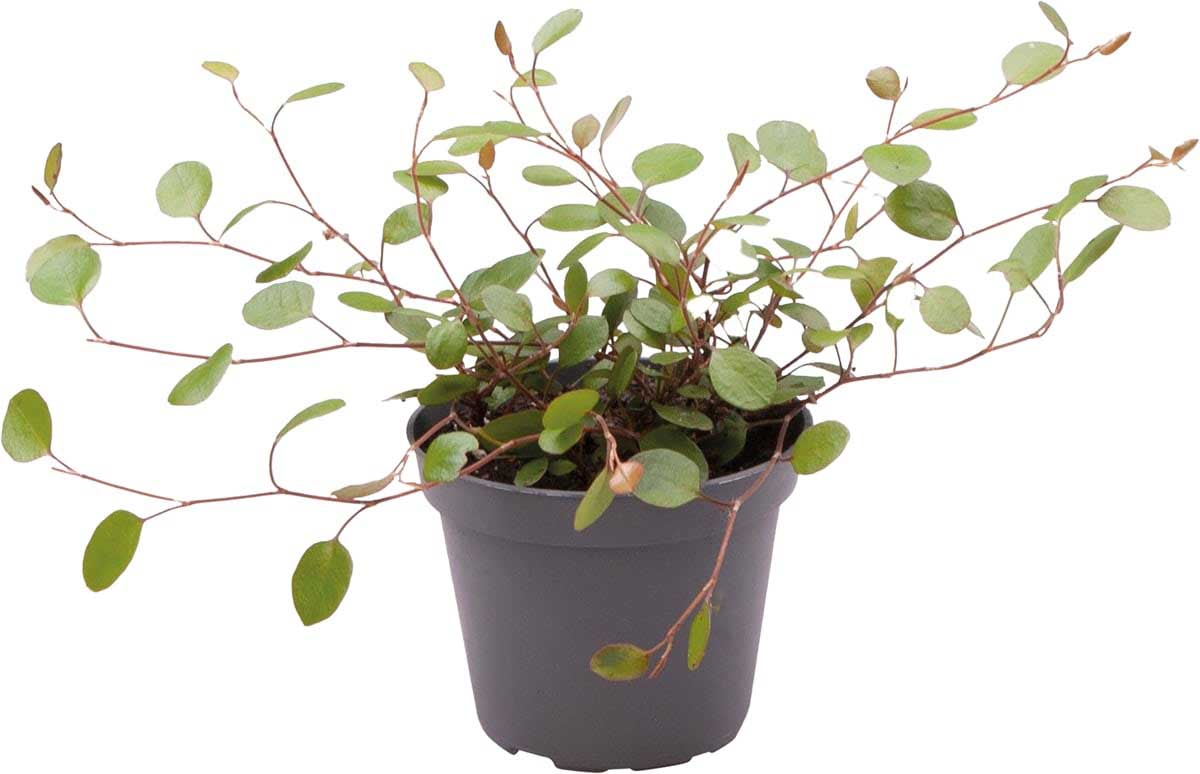 Muehlenbeckia Complexa - TerraLife