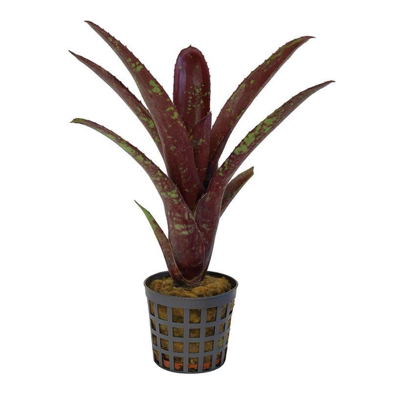 Neoregelia Amazon - TerraLife