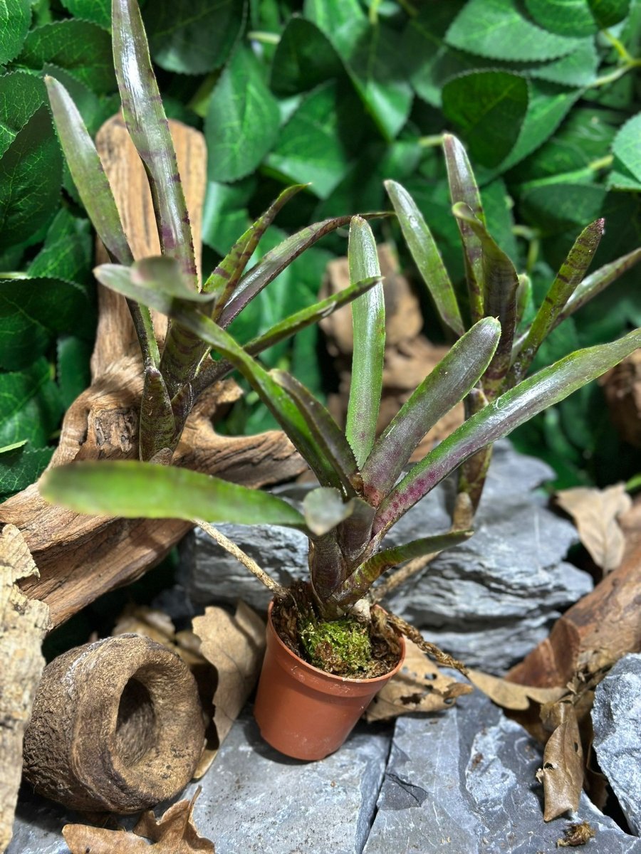 Neoregelia Ampullacea Black Tiger - TerraLife
