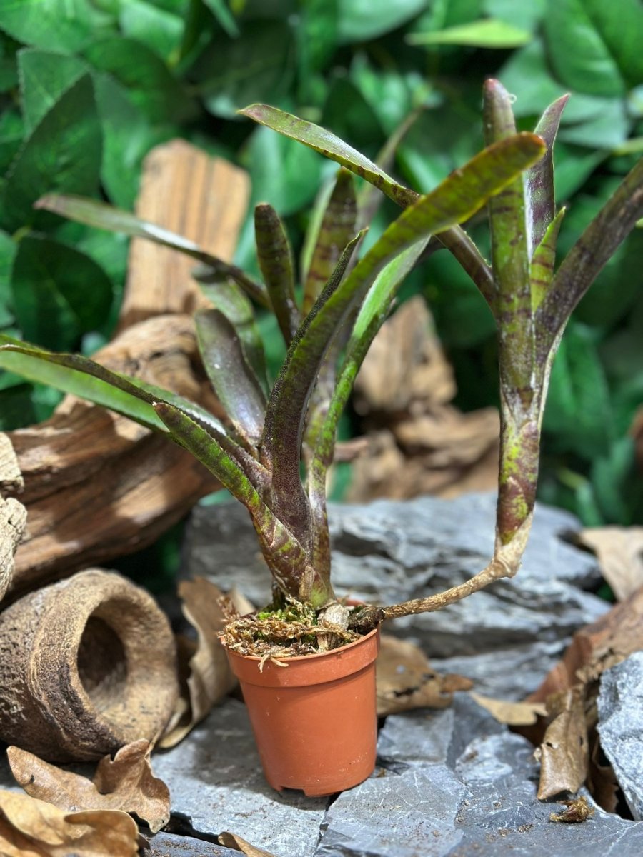 Neoregelia Ampullacea Black Tiger - TerraLife