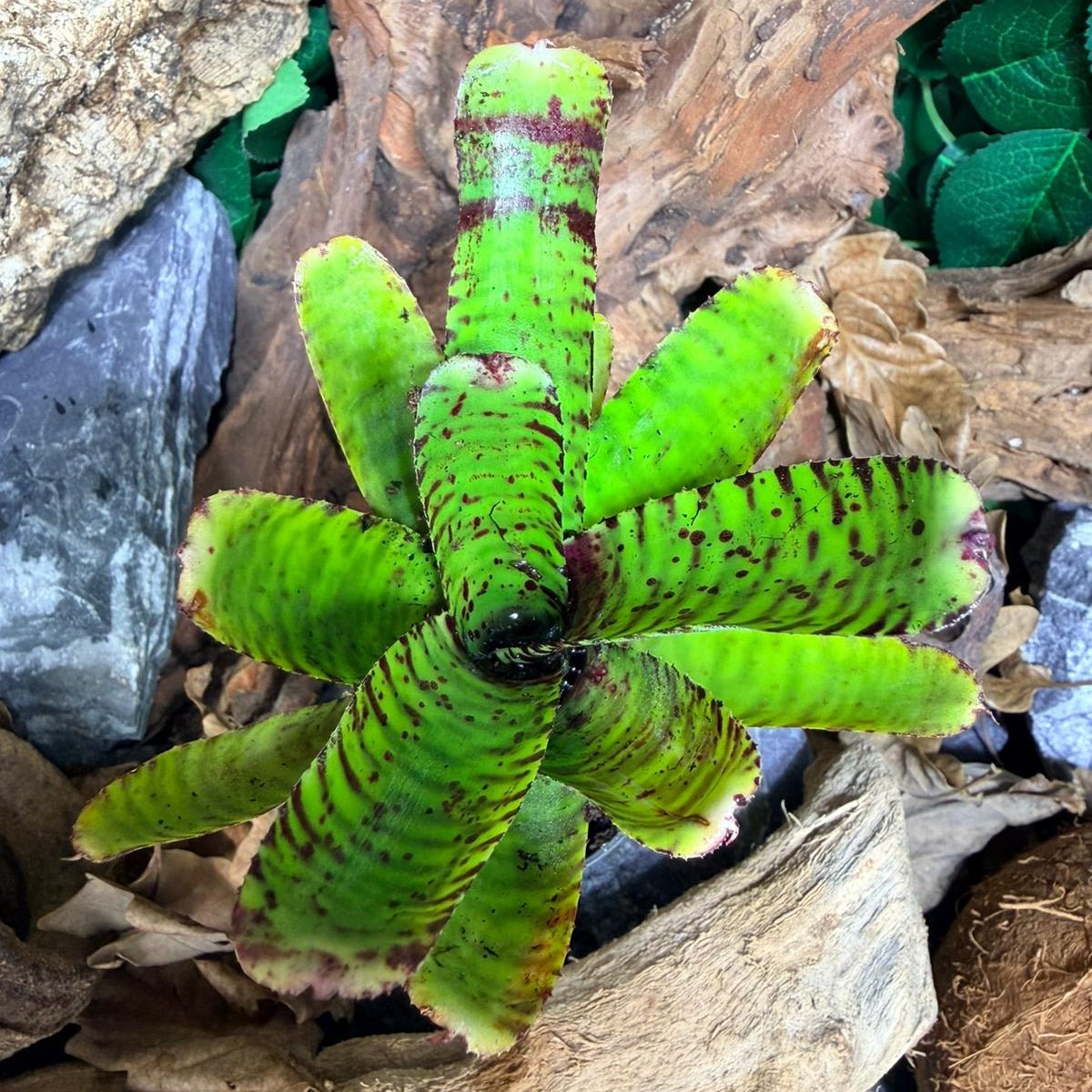 Neoregelia Flerida – Broméliacée tropicale colorée - TerraLife