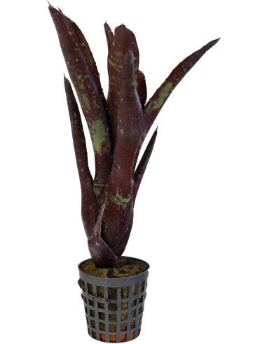 Neoregelia ‘Hera Little Bright’ - TerraLife