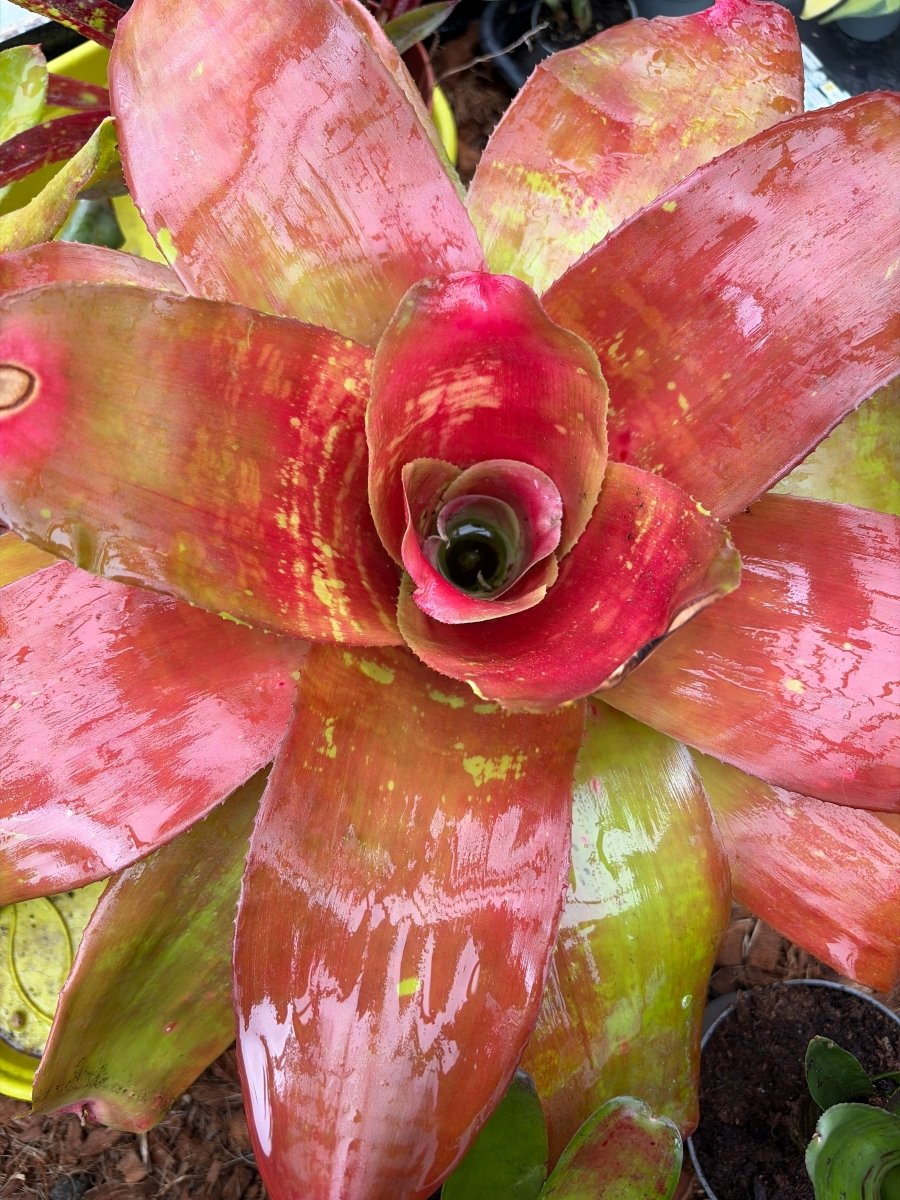 Neoregelia Johannis Hybrid – Broméliacée Rare - TerraLife