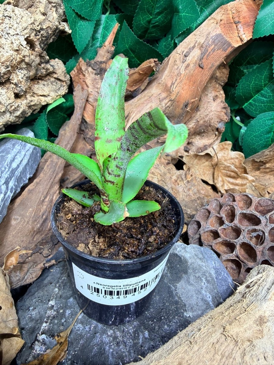Neoregelia Liliputana – Broméliacée miniature pour terrarium - TerraLife