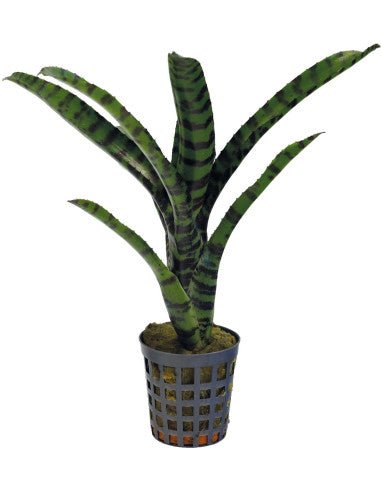 Neoregelia "Rubrifolia" - TerraLife