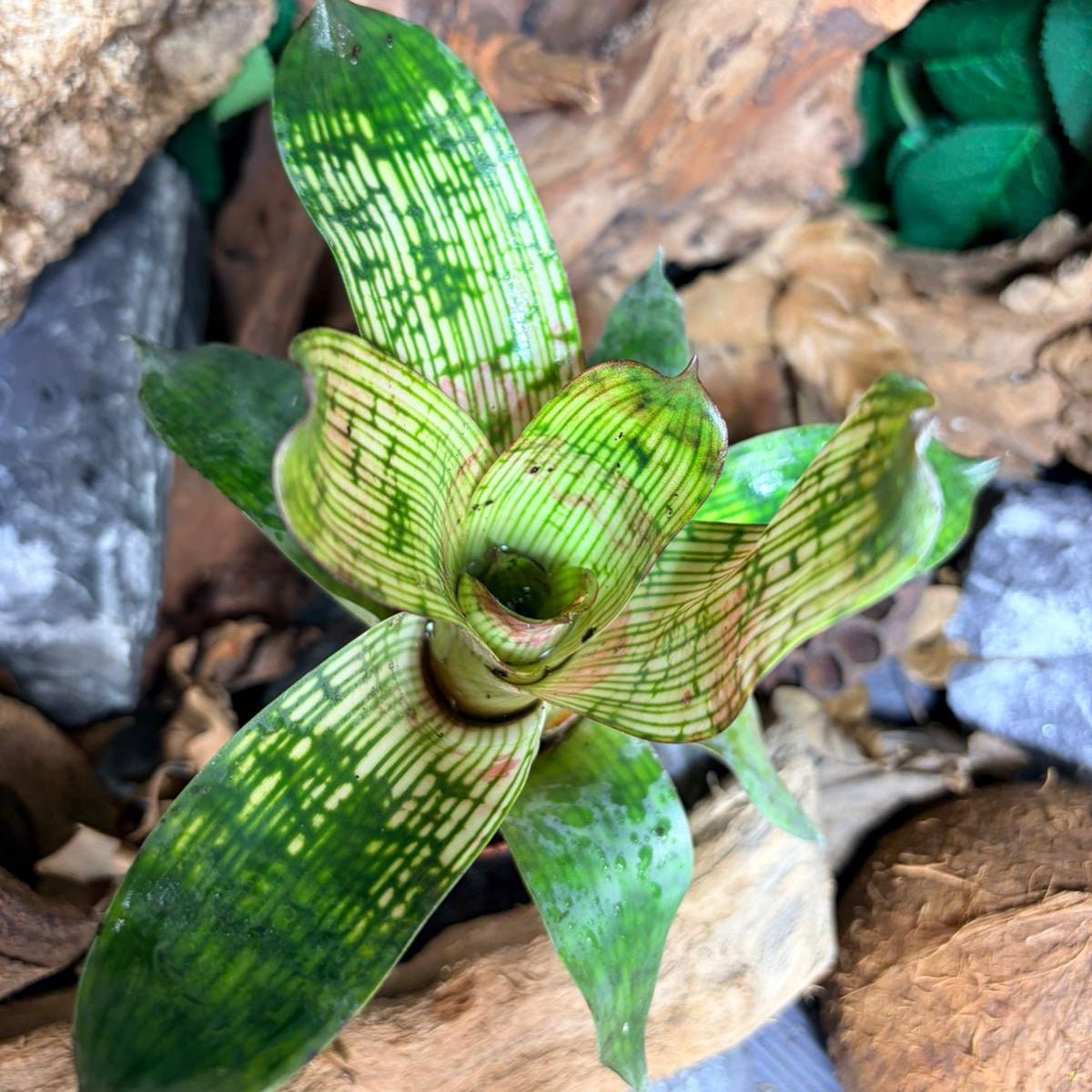 Neoregelia Vriesea gigantea var. NOVA – Broméliacée tropicale - TerraLife