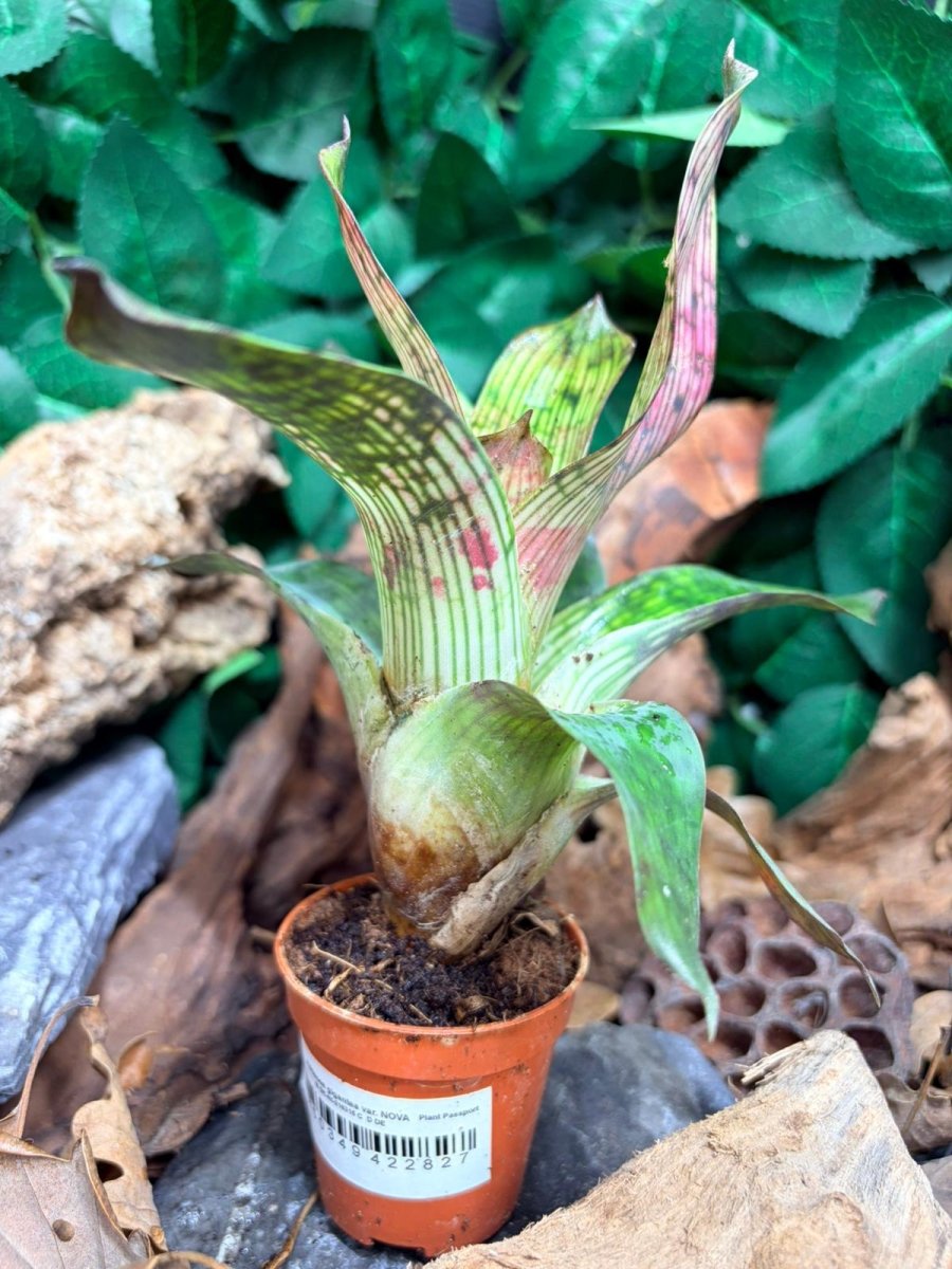 Neoregelia Vriesea gigantea var. NOVA – Broméliacée tropicale - TerraLife