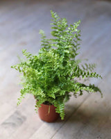 Nephrolepis Exaltata - TerraLife