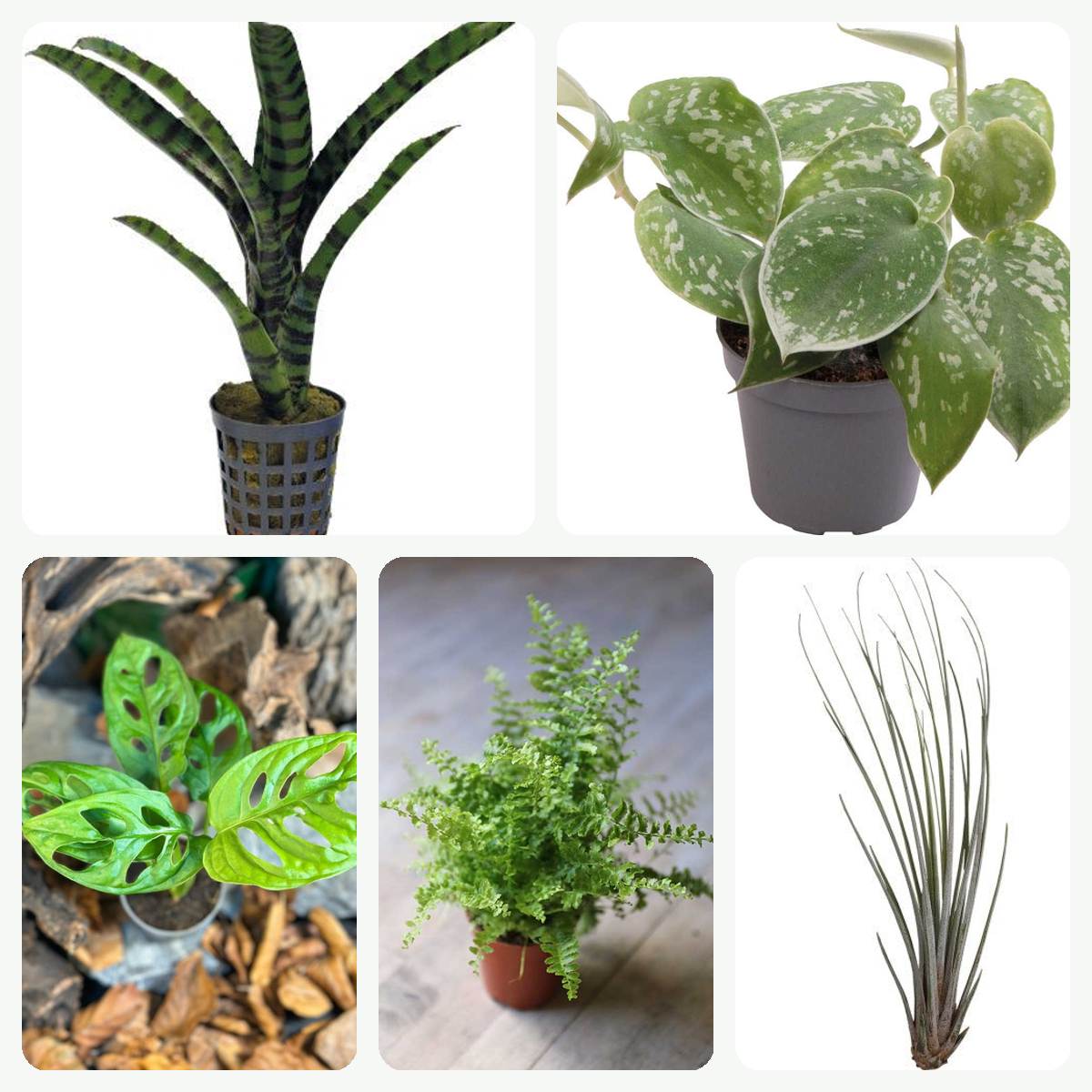 Pack Plantes Débutant – 5 Plantes Faciles pour Terrarium - TerraLife