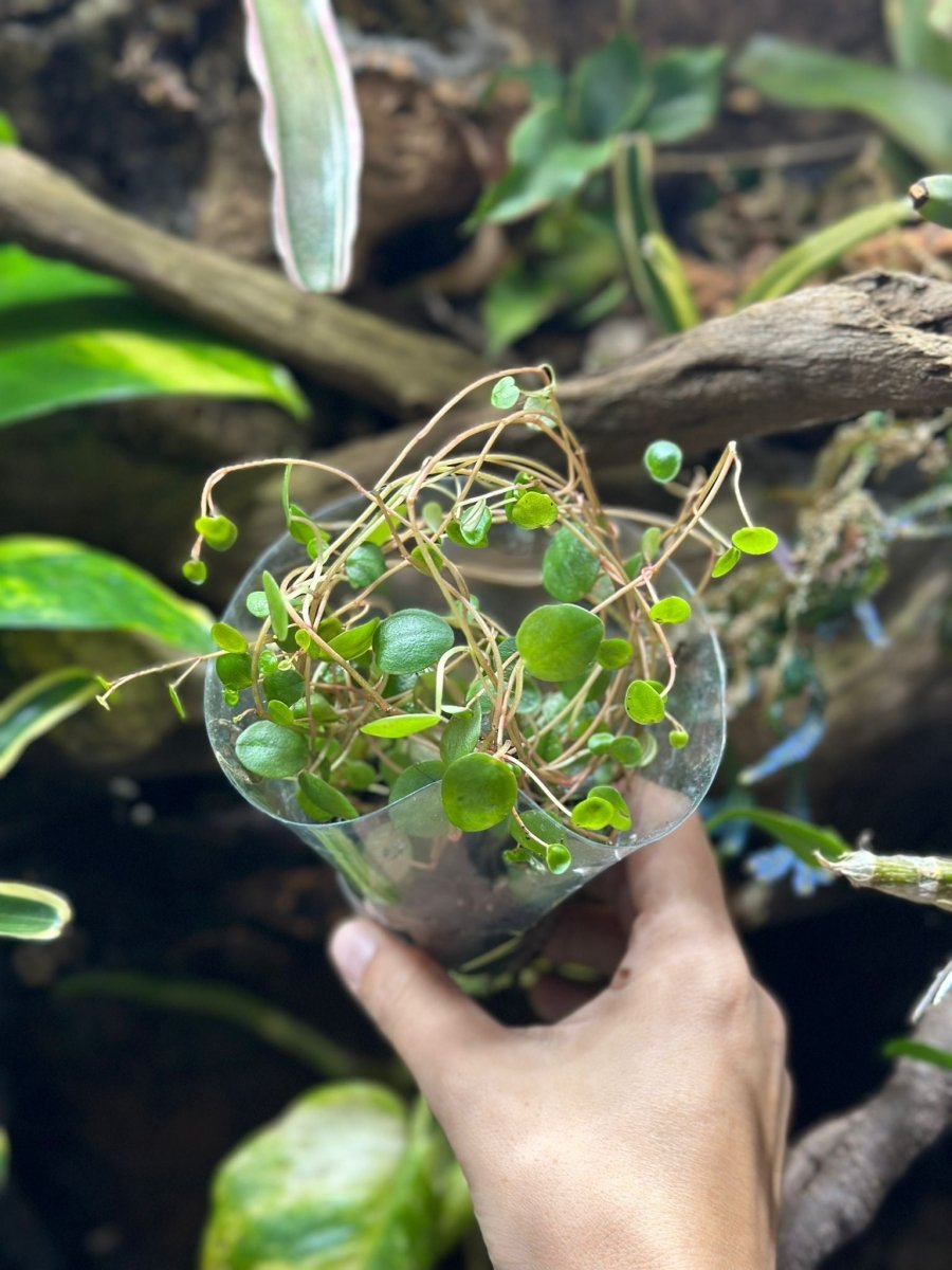 Peperomia - TerraLife
