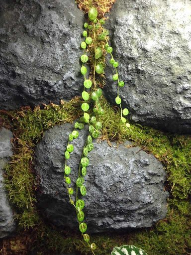 Peperomia Prostata - TerraLife