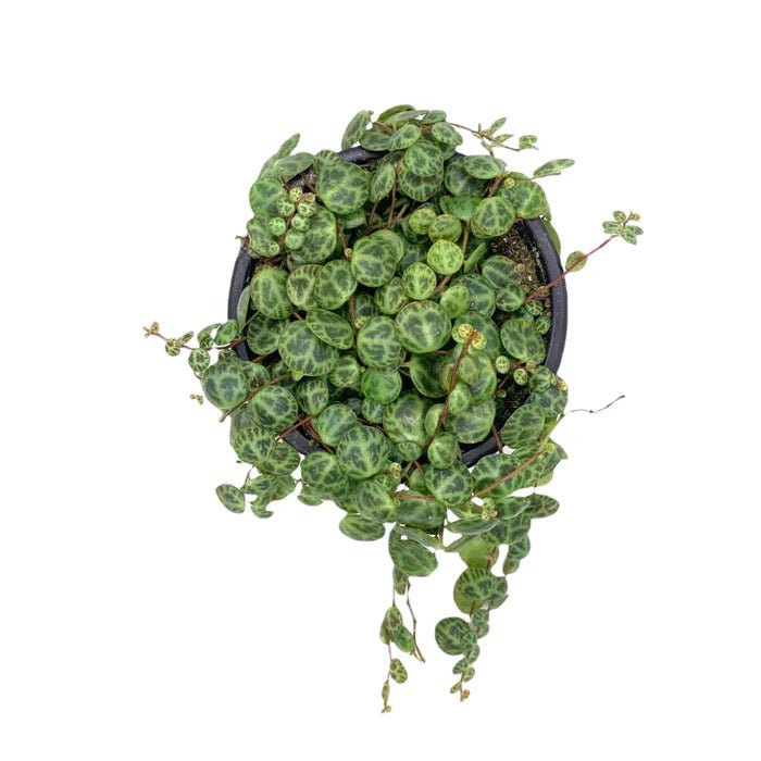 Peperomia Prostata - TerraLife