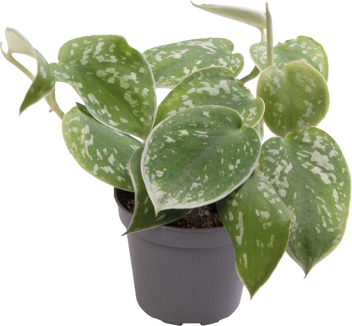 Philodendron Scandens ‘Pictus’ - TerraLife