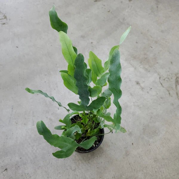 Phlebodium Aureum "Blue Star" – Fougère Bleue - TerraLife