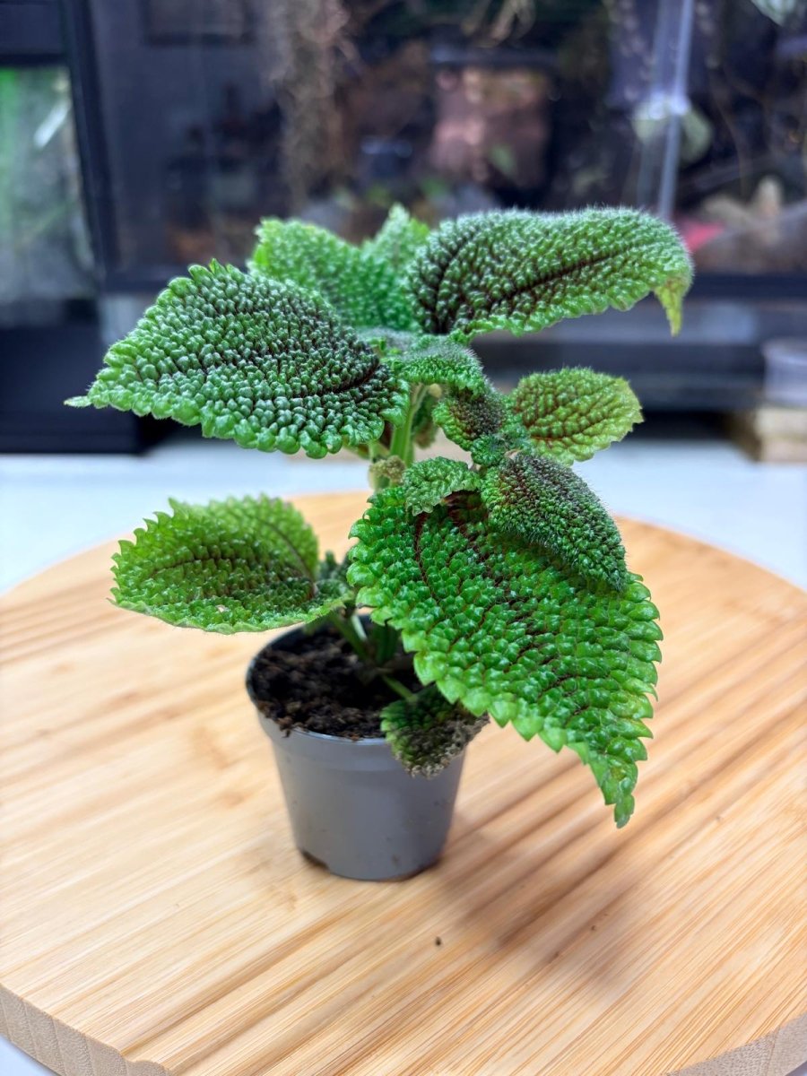 Pilea involucrata – Plante Tropicale Texturée pour Terrarium Vivant - TerraLife