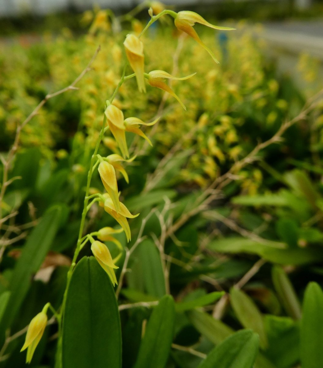 Pleurothallis costaricensis – Orchidée Miniature à Fleurs Jaunes pour Terrarium Tropical - TerraLife